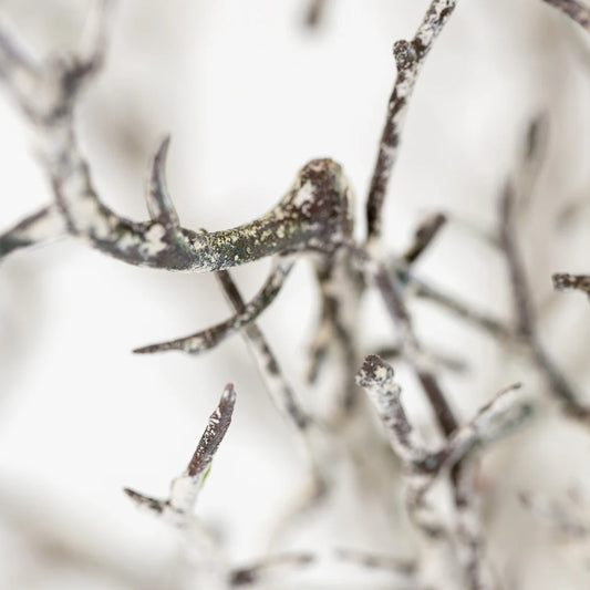 Hawthorn Branch Stem